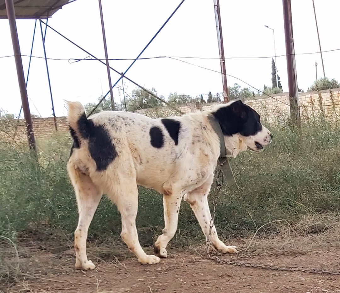 Alabay — Köpəklər, Bakı (10)