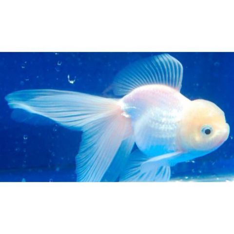 Ağ oranda balığı — Bakı