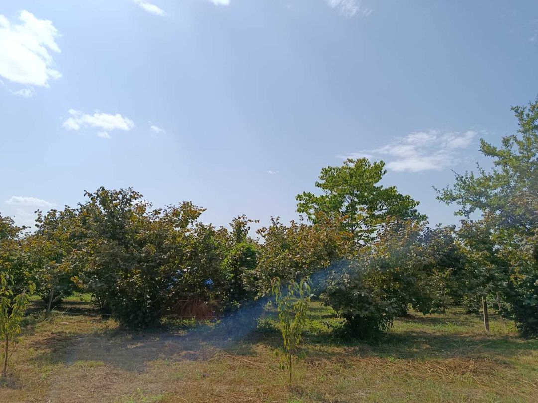 Satılır torpaq 10 sot — Torpaq, Xaçmaz (6)