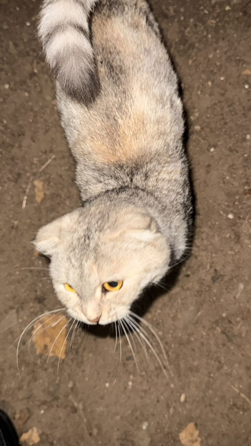 Şotland, Yaxşı əllərə — Pişiklər, Digah (2)
