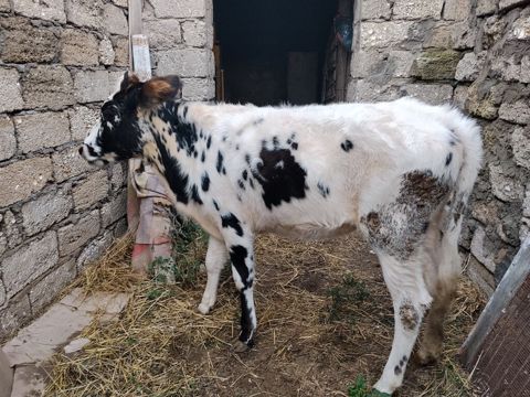 7 aylıq dişi dana satılır 60 kq təmiz əti var bordağa yarıyır tam — Digah