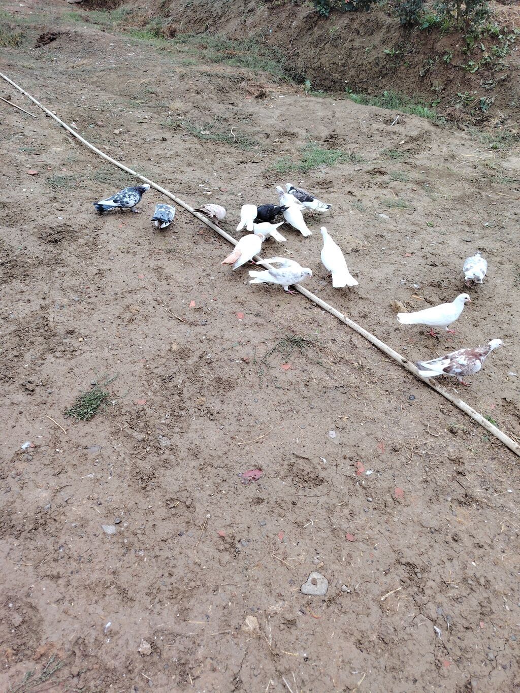 Göyərçinlər kom satılır icinde 4 saata kimi ucan goyercinler var — Göyərçin, Bakı (10)