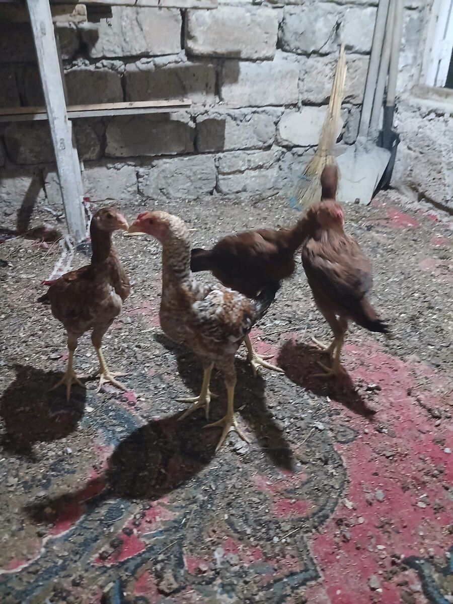 Heyratı — Quşlar, Bakı (9)