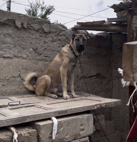 Kanqal, 8 ay, Erkək, Ünvandan götürmə, Ödənişli çatdırılma — 100 ₼ · Goranboy · Köpəklər Kanqal, 8 ay, Erkək, Ünvandan götürmə, Ödənişli çatdırılma — Goranboy