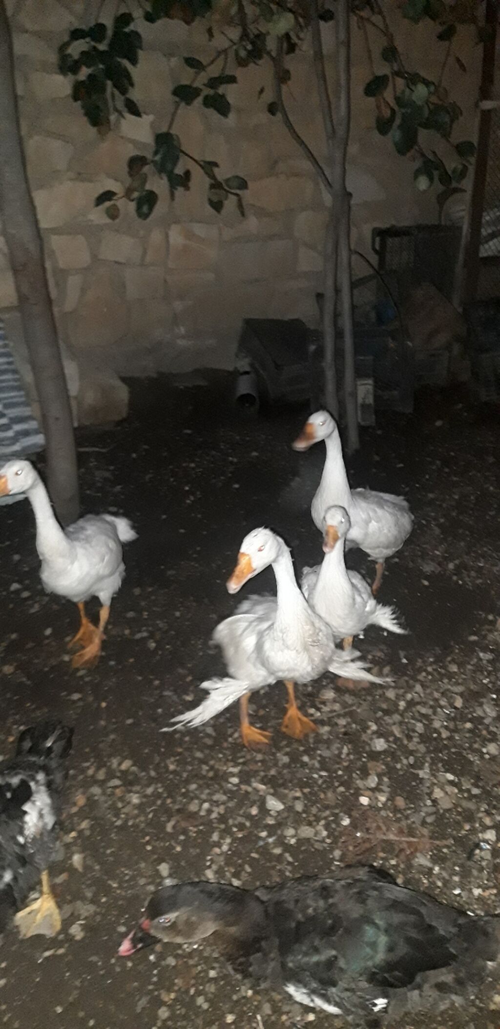 Ruset qazları satılır. - Yaş: 4 aylıq - Növ: Rusiya (Ruset) qazları — Digərləri, Gəncə (4)