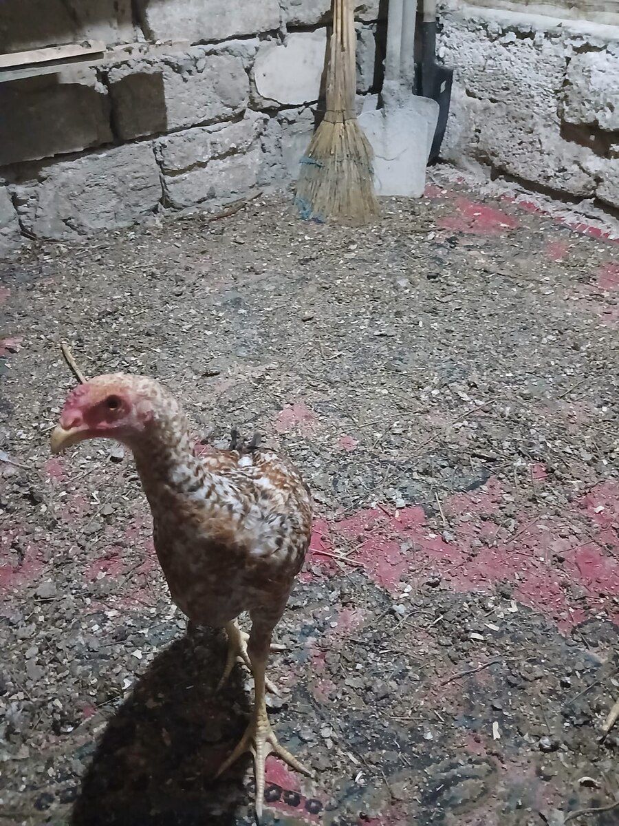 Heyratı — Quşlar, Bakı (7)
