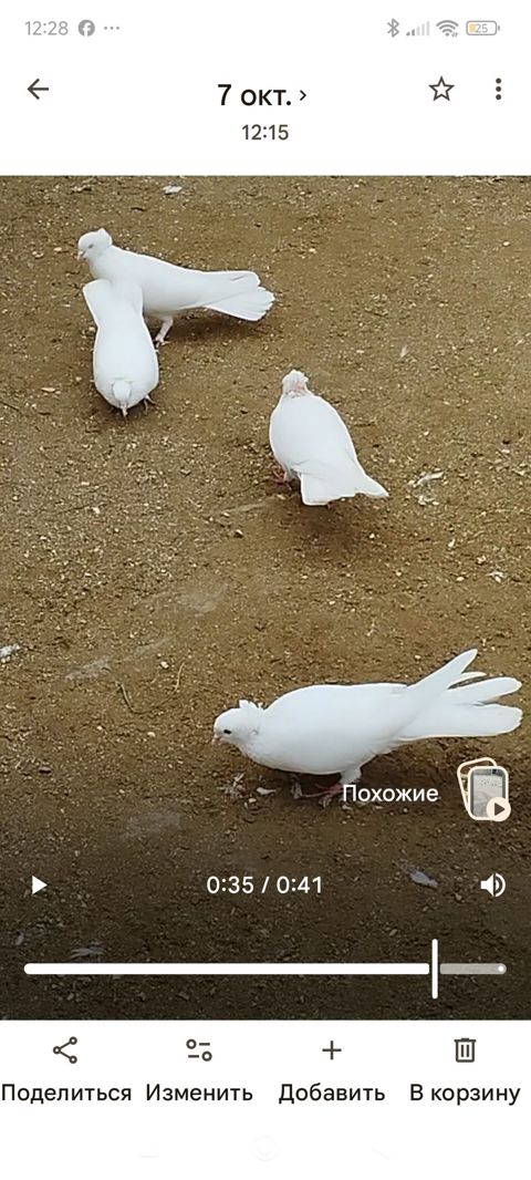 Ağ rəngli dekorativ göyərçinlər - Tam ağ lələklər, zərif uzun quyruq — Bakı