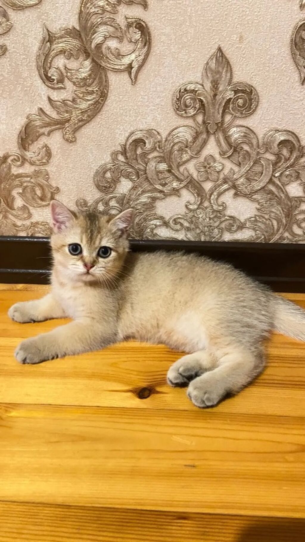 Qızıl şinşilla, Yaxşı əllərə — Pişiklər, Bakı