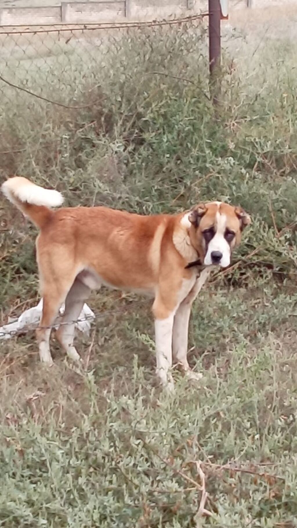 Qurdbasar, 1 il, Erkək, Peyvəndli, Rayonlara çatdırılma — Köpəklər, Mehdiabad (4)