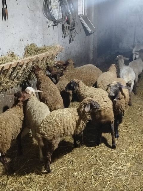Mal-qara: qoyun sürüsü - Növ: yerli qarışıq ətlik/yunlu qoyunlar — 4 000 ₼ · Xaçmaz · Kənd təsərrüfatı heyvanları Mal-qara: qoyun sürüsü - Növ: yerli qarışıq ətlik/yunlu qoyunlar — Xaçmaz