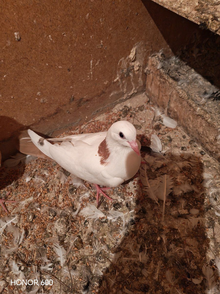 Göyərçinlər — Quşlar, Bakı (3)