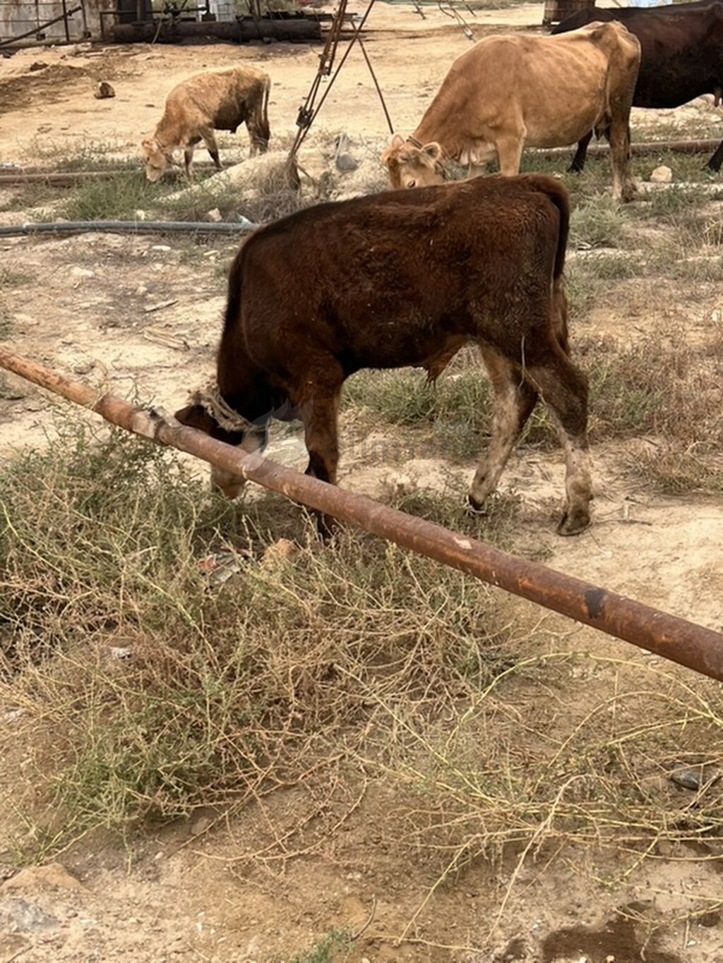 Dana, buzov, Erkək, ay: 6, 1 kq, Ətlik, Ödənişli çatdırılma — Kənd təsərrüfatı heyvanları, Bakı (3)