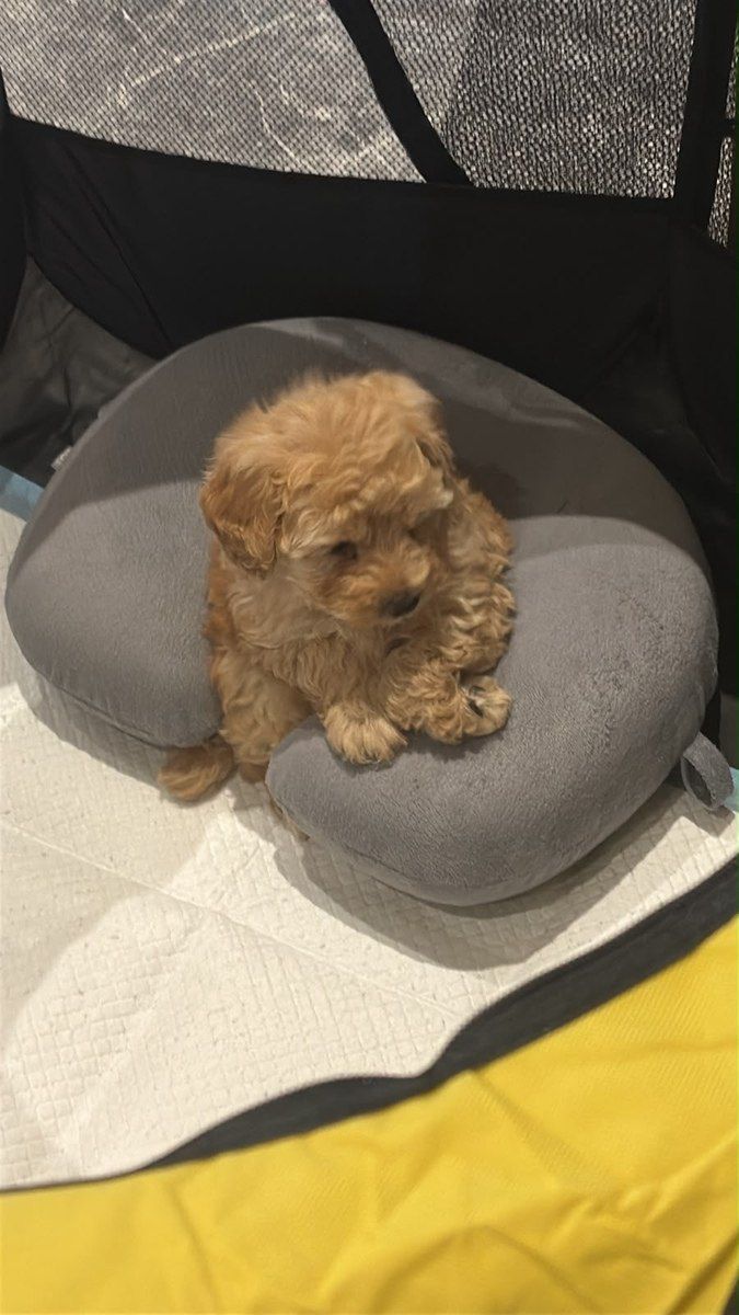 Toy poodle — Köpəklər, Bakı (2)
