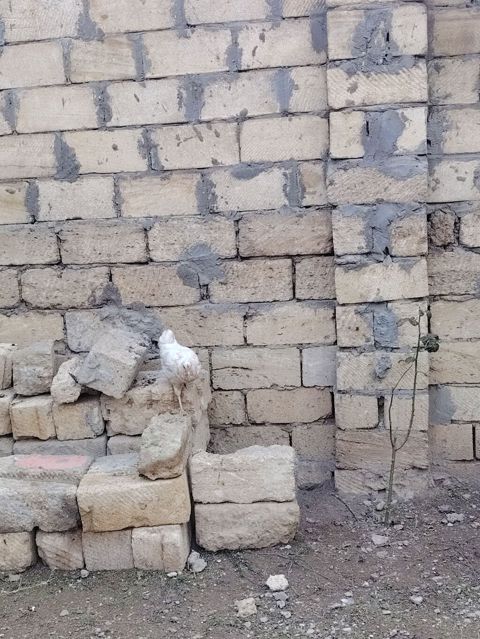 3 aylıq kənd colpasi fərədi — Sumqayıt