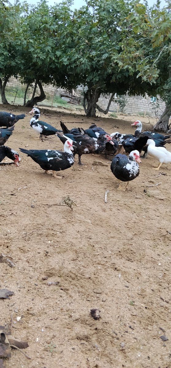 Lal ördəklər — Quşlar, Bakı (2)