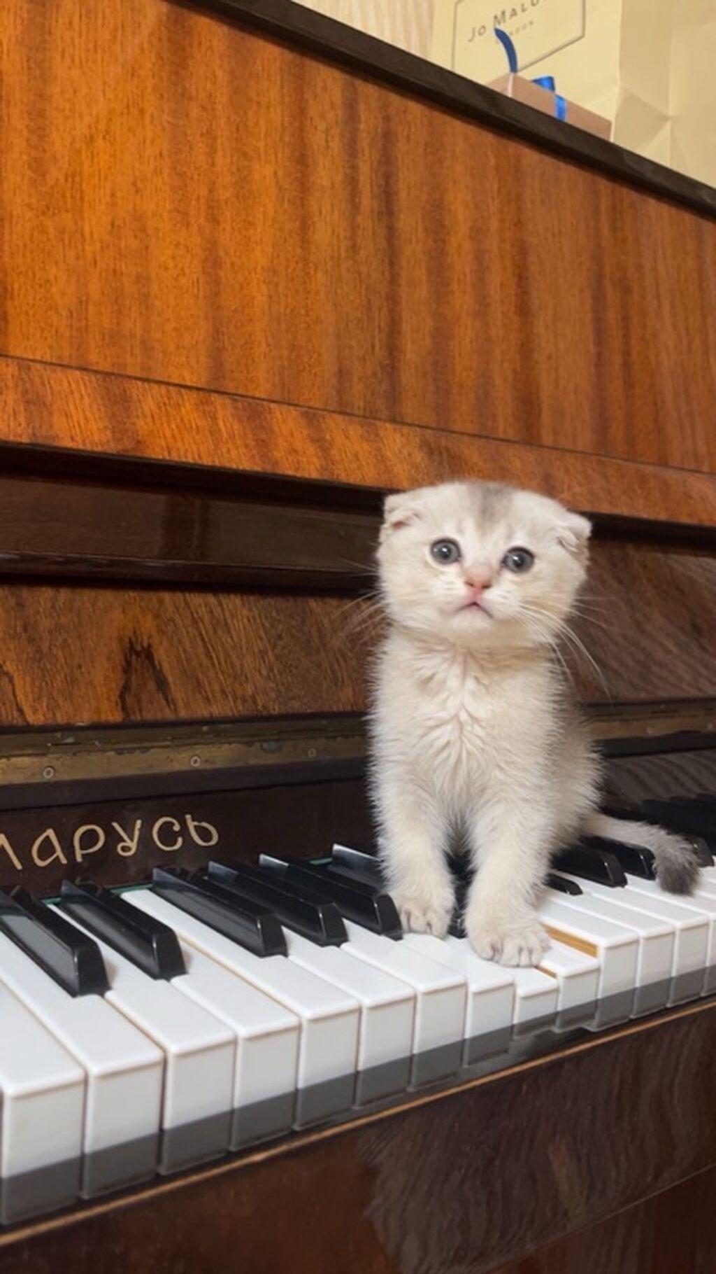 Scottish Fold balası (qulaqları qatlanmış) - Rəng: krem-gümüş — Pişiklər, Bakı (4)