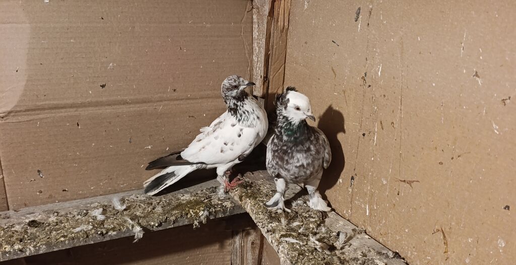 Biri erkey biri mayadi ama çit deyiler unvan ayraport teref aviyasiya — Göyərçin, Digah (2)