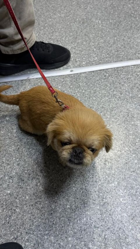 Pekines — Masazır
