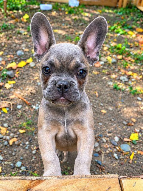 Fransız Bulldog — Gəncə