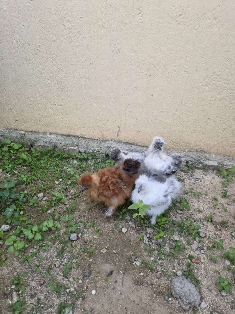 Ponpon cücələr — Quşlar, Bakı (2)