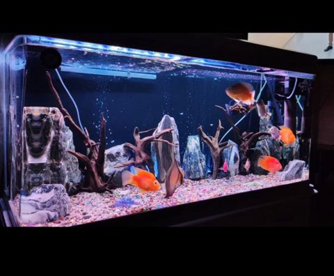 Akvarium — Sumqayıt