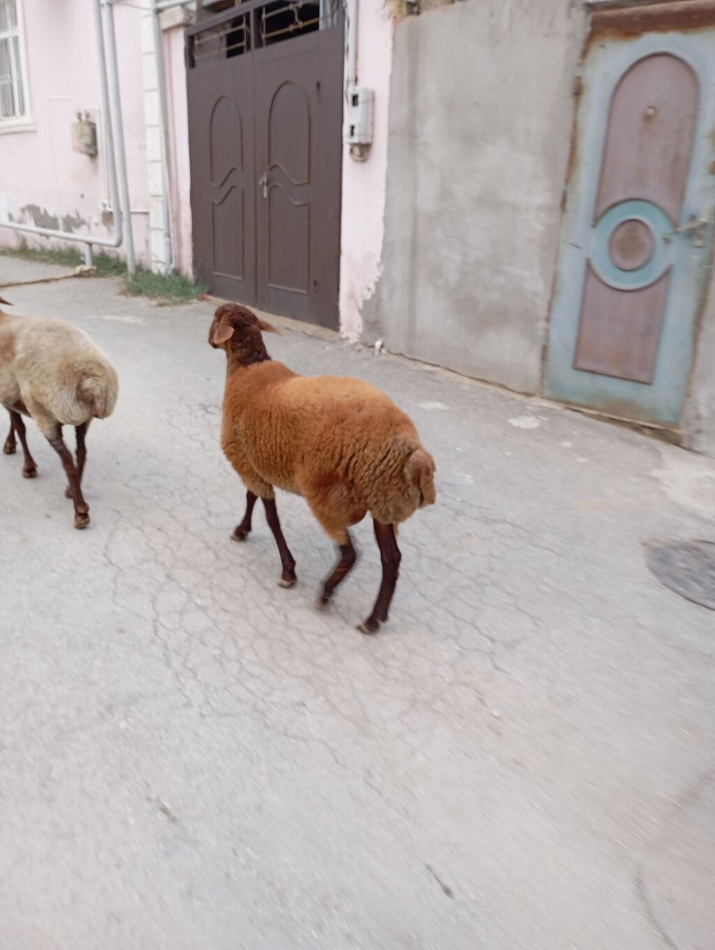 7 ayliq erkey quzudu ünvan Xırdalan — Kənd təsərrüfatı heyvanları, Xırdalan (3)