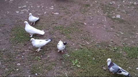 Salam. Hamsi biyerde 15m — 15 ₼ · Şəki · Göyərçin Salam. Hamsi biyerde 15m — Şəki