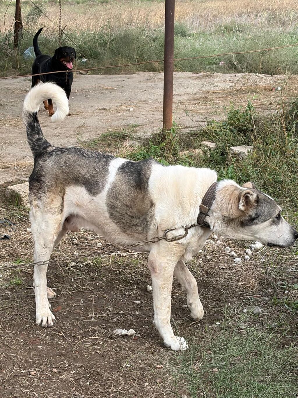 Qurdbasar, 3 il, Erkək, Peyvəndli, Rayonlara çatdırılma — Köpəklər, Mehdiabad (4)
