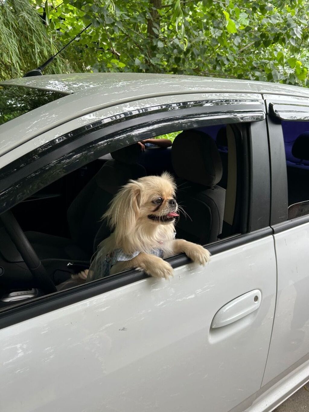 Pekines, Peyvəndli — Köpəklər, Bakı