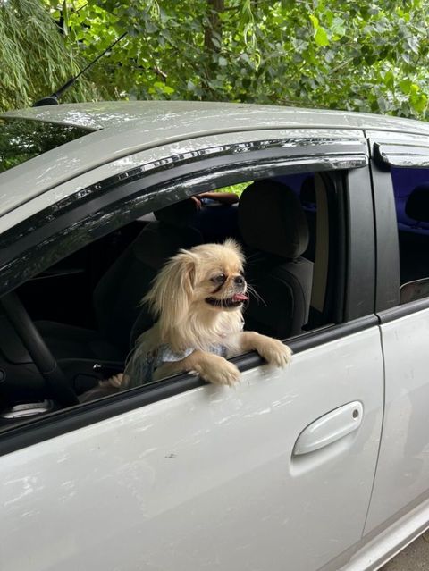 Pekines, Peyvəndli — Bakı