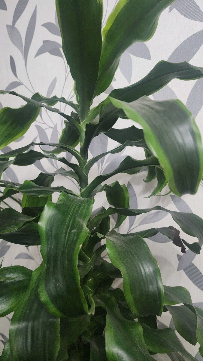 Dracaena bitkisi — Bitkilər, Bakı (3)