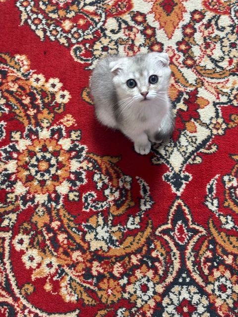 Scottish Fold balası (qulaqları qatlanmış) - Rəng: krem-gümüş — 400 ₼ · Bakı · Pişiklər Scottish Fold balası (qulaqları qatlanmış) - Rəng: krem-gümüş — Bakı