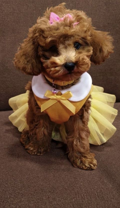 Toy poodle balası satılır. 4 aylıqdı dişi cinsidi Bütün peyvəndləri — 550 ₼ · Bakı · Digər Toy poodle balası satılır. 4 aylıqdı dişi cinsidi Bütün peyvəndləri — Bakı