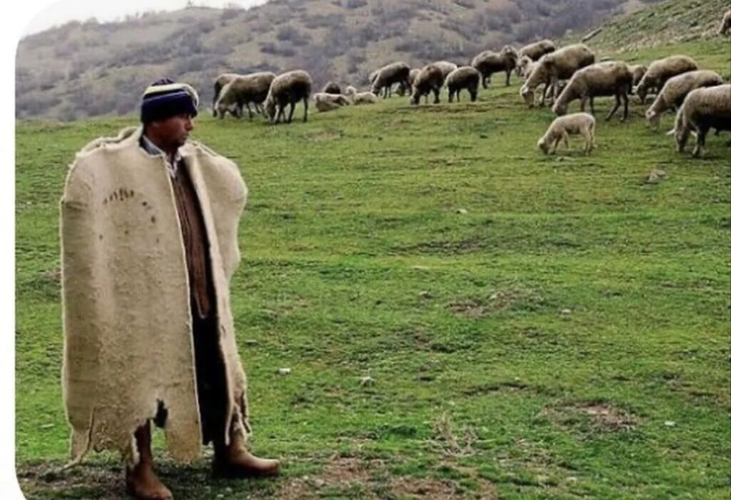 Çoban, 50 yaş, 5 ildən artıq təcrübə — Digər, Siyəzən