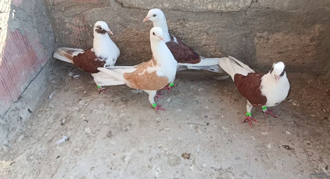 Göyərçinlər — Quşlar, Saatlı