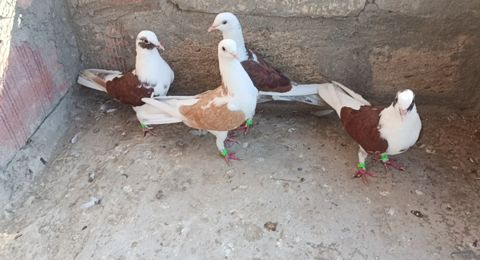 Göyərçinlər — Saatlı