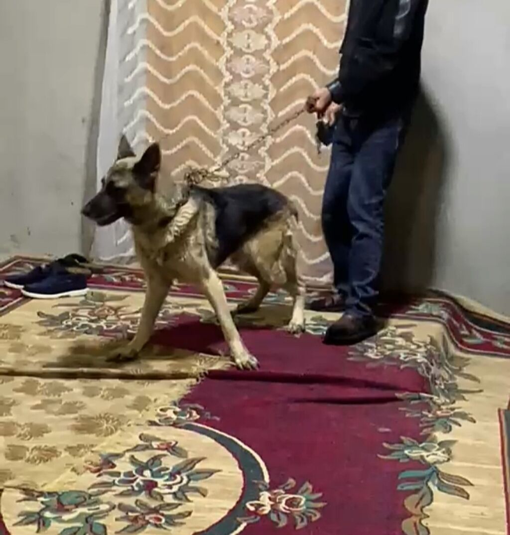 Alman çoban iti — Köpəklər, Gəncə (4)