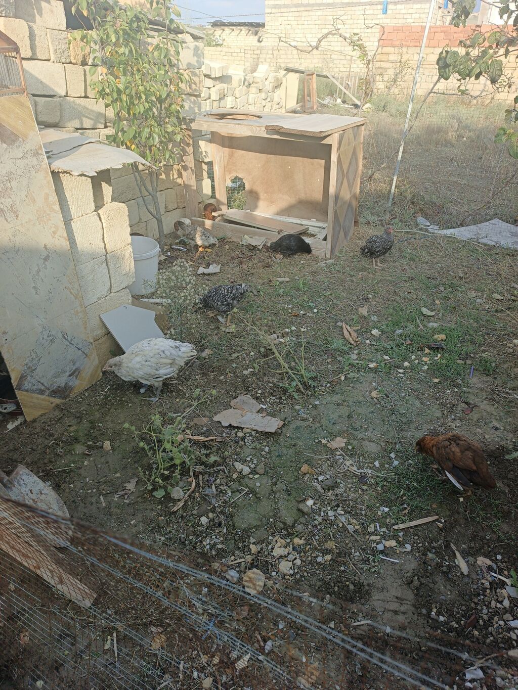 Toyuq, Damazlıq, Pulsuz çatdırılma — Toyuq və xoruz, Xırdalan (5)
