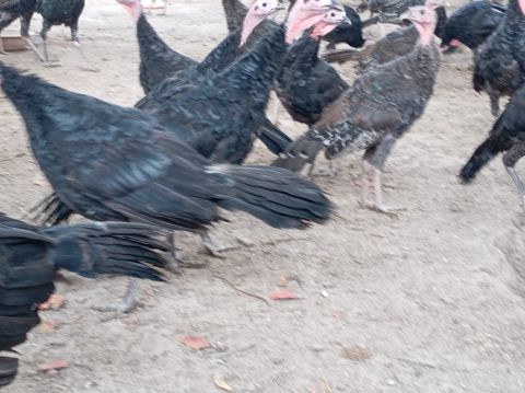 Hinduşkalar — Bakı