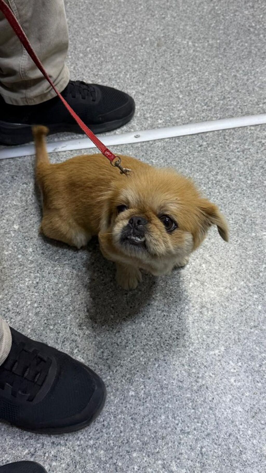 Pekines — Köpəklər, Masazır (2)