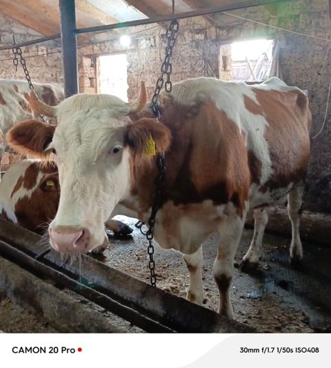 2 ci qarina 4 ayliq bogaz simmental duye satilir. Hal hazırda 14-16 — 5 700 ₼ · Bakı, Nərimanov · Kənd təsərrüfatı heyvanları 2 ci qarina 4 ayliq bogaz simmental duye satilir. Hal hazırda 14-16 — Bakı