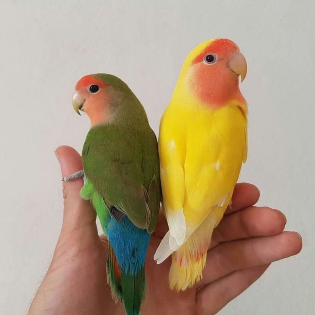 Tutuquşular — Quşlar, Bakı