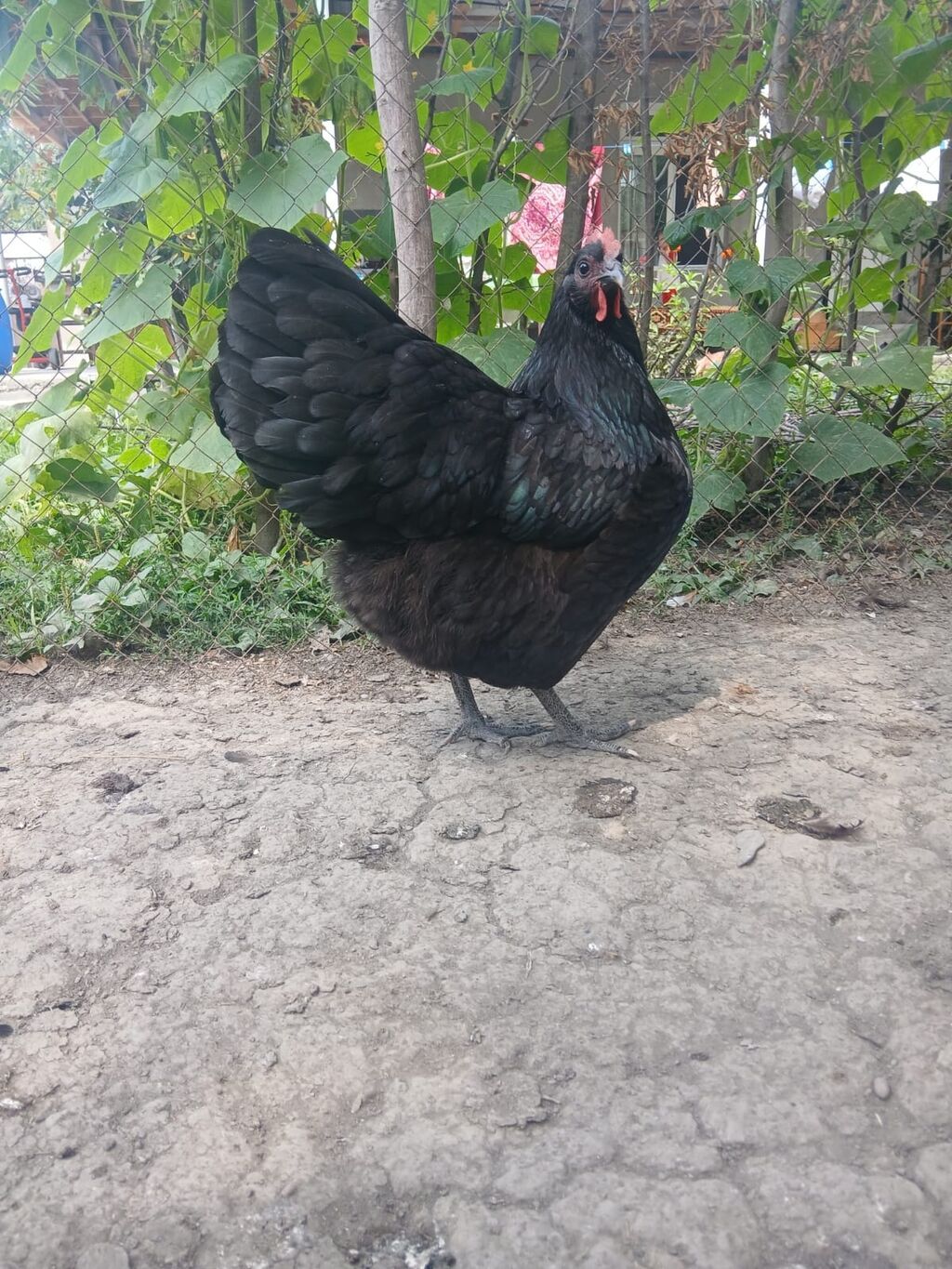 Toyuq, Damazlıq — Toyuq və xoruz, Qax (2)