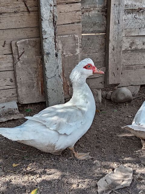 Dişi, Lal ördək, Damazlıq, Ünvandan götürmə — 25 ₼ · Göygöl · Digərləri Dişi, Lal ördək, Damazlıq, Ünvandan götürmə — Göygöl