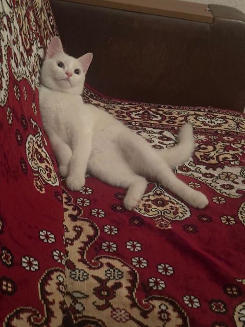Yaxşı əllərə — Bakı