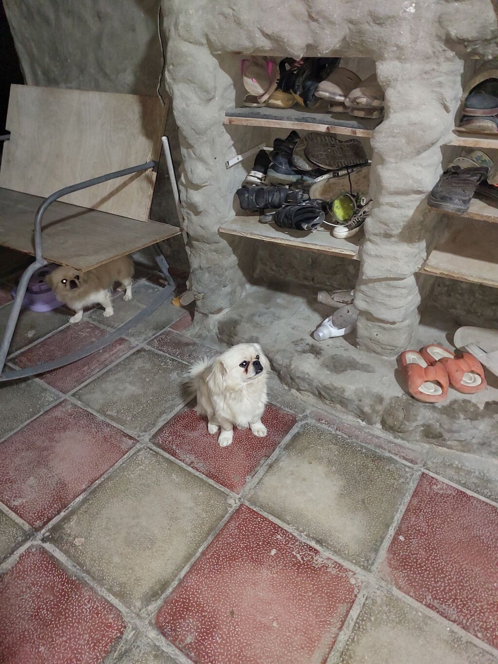 Pekines — Köpəklər, Sumqayıt (2)