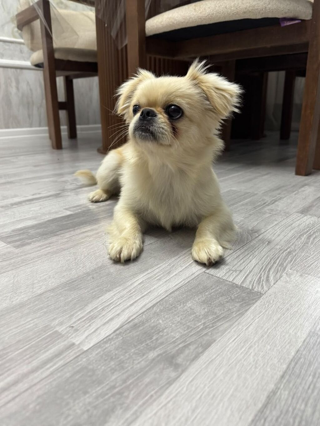 Pekines, Peyvəndli — Köpəklər, Bakı (4)