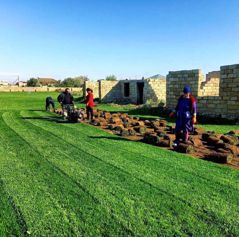 Qazon — Bitkilər, Bakı (12)