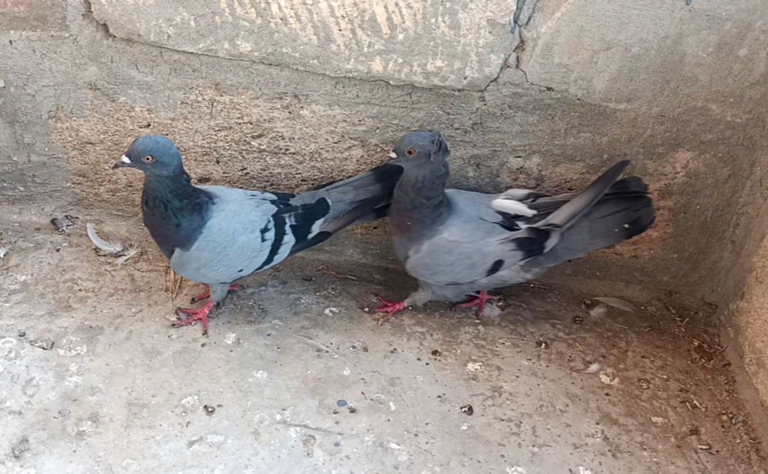 Göyərçinlər — Quşlar, Saatlı (2)