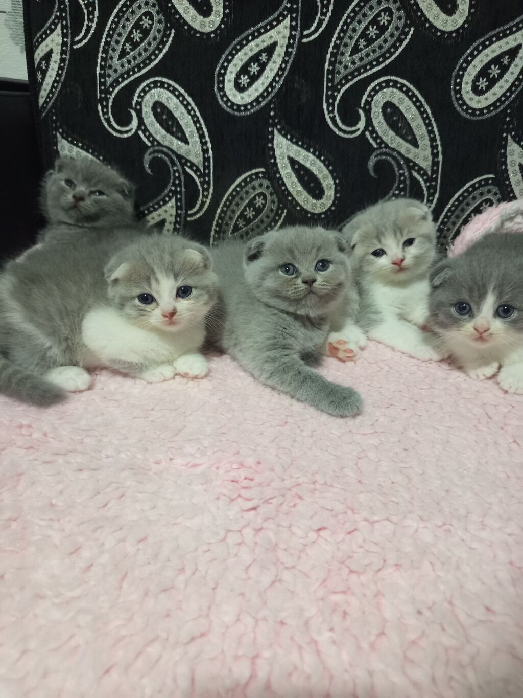 Şotland — Pişiklər, Sumqayıt (3)